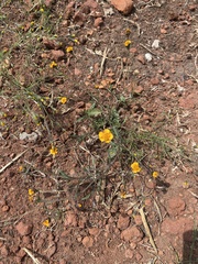 Tridax trilobata