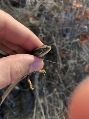 Elgaria multicarinata scincicauda
