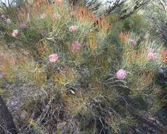 Isopogon divergens