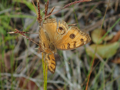 Junonia almana almana