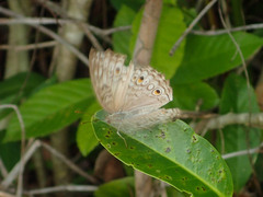 Junonia atlites atlites