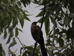 Quiscalus mexicanus
