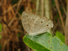 Junonia atlites atlites