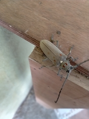 Batocera rufomaculata
