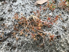 Crassula decumbens