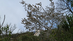 Aspalathus nickhelmei