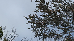 Aspalathus nickhelmei