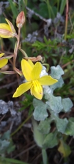 Cyanella lutea