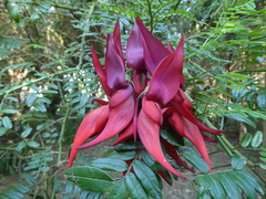 Clianthus puniceus