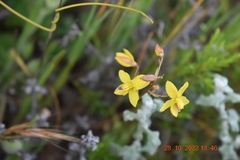 Cyanella lutea