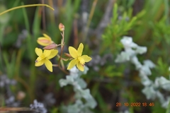 Cyanella lutea