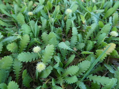 Leptinella dioica