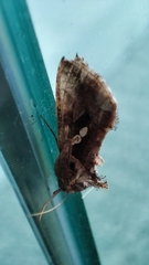 Chrysodeixis eriosoma