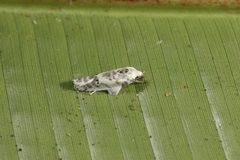 Antaeotricha