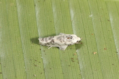 Antaeotricha