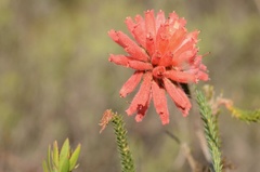 Erica cerinthoides cerinthoides