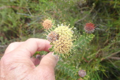 Leucospermum truncatulum