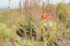 Erica cerinthoides cerinthoides