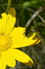 Neoeutrapela