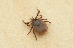 Ixodes ricinus