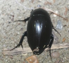 Hydrophilus ovatus