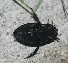 Hydrophilus ovatus