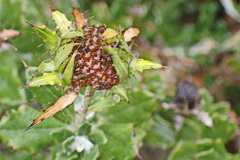 Berkheya coriacea