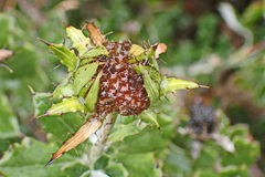Berkheya coriacea