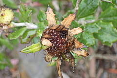 Berkheya coriacea