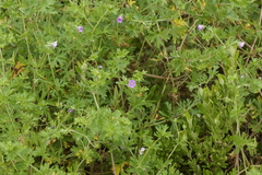 Geranium solanderi