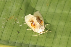 Arrhenophanes perspicilla