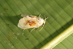 Arrhenophanes perspicilla