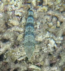 Synodontidae