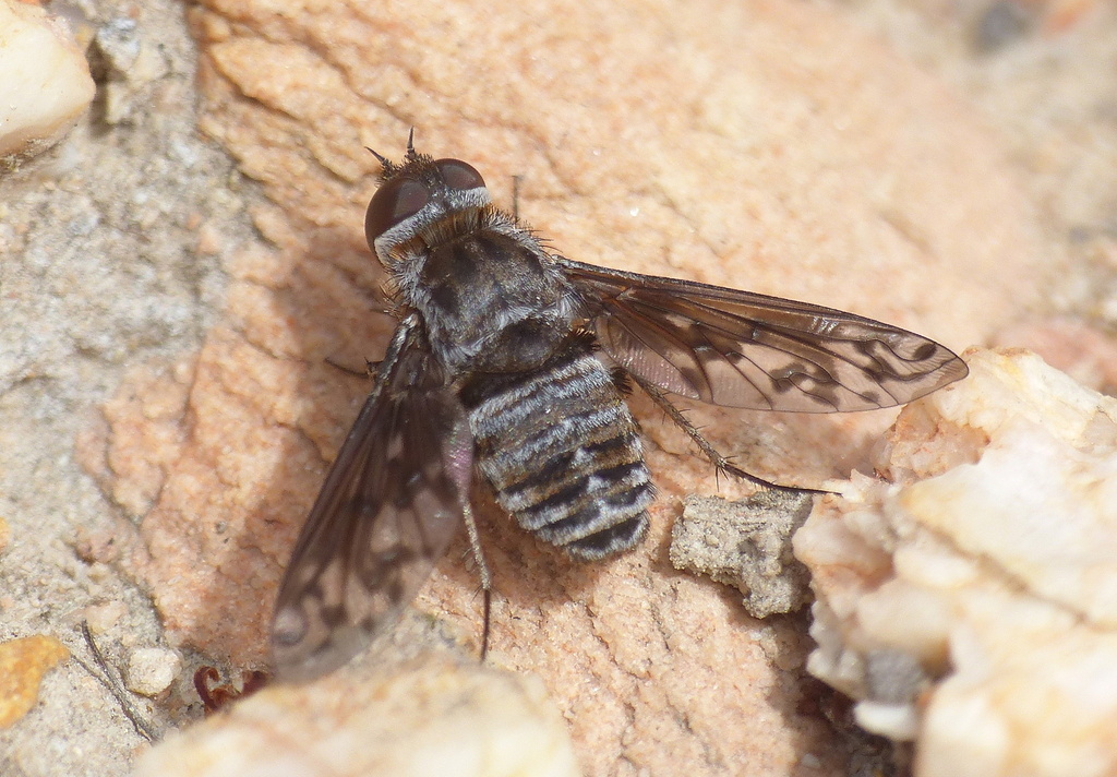Heteralonia polysticta