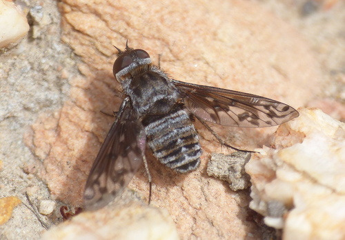 Heteralonia polysticta
