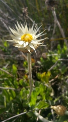 Syncarpha speciosissima