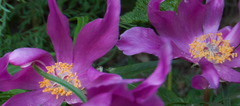 Paeonia intermedia