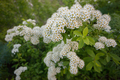 Spiraea media