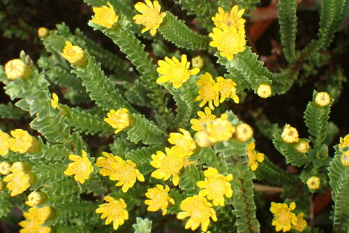 Image of Oedera uniflora by no rights reserved
