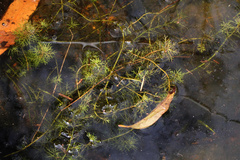 Myriophyllum gracile