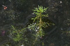 Myriophyllum gracile