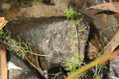 Myriophyllum gracile
