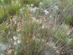 Hypodiscus argenteus