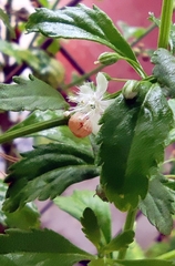 Scoparia dulcis