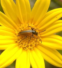 Neoeutrapela