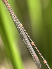 Austrolestes analis
