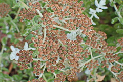 Helichrysum dasyanthum