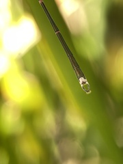 Austrolestes analis