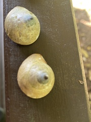 Rhynchotrochus macgillivrayi