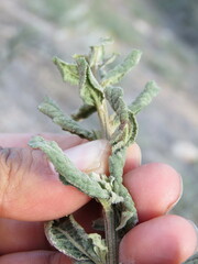 Baccharis sordescens